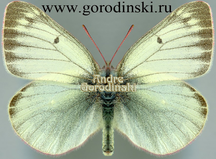 http://www.gorodinski.ru/pieridae/Colias tyche relicta.jpg